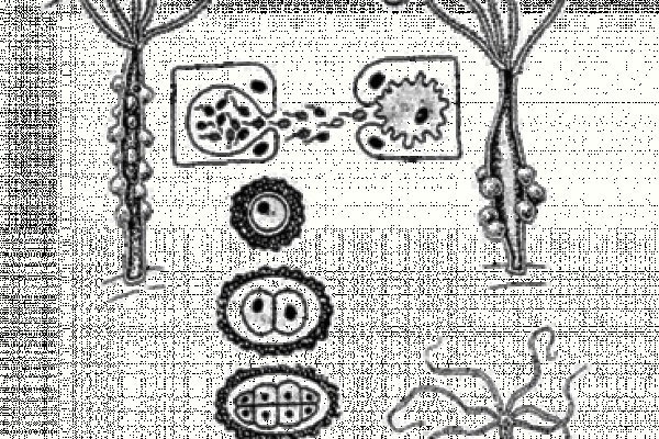 Kra34.at
