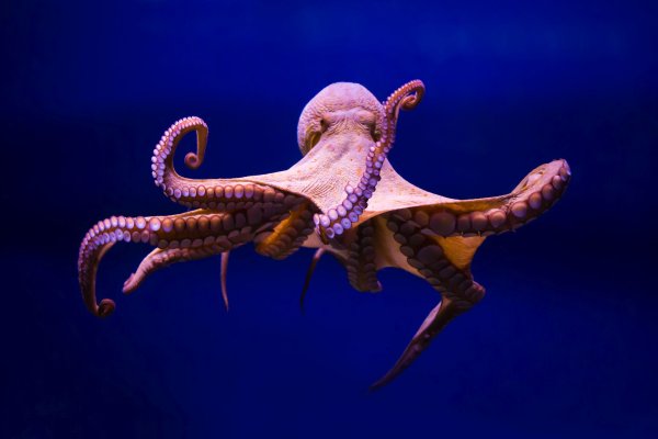 Kraken ссылка krakentor site