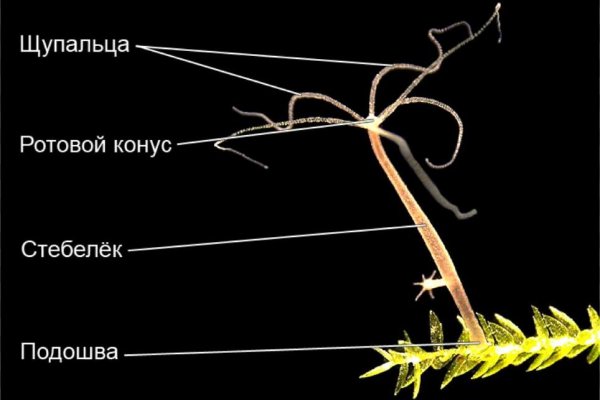 Кракен маркетплейс реклама текст